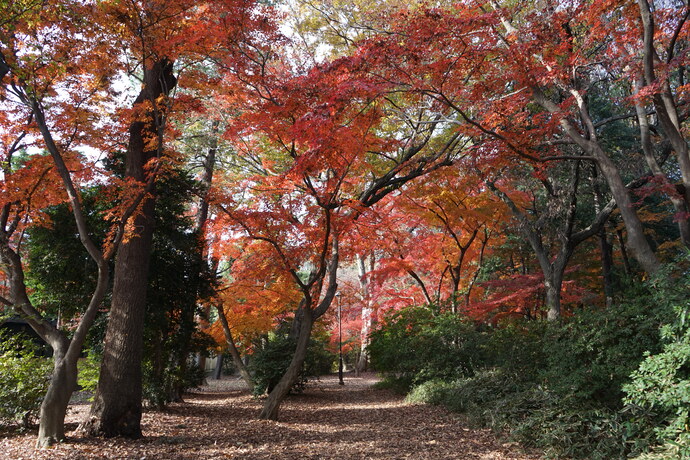 写真：紅葉したハイキングコース