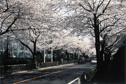 桜（1992年）