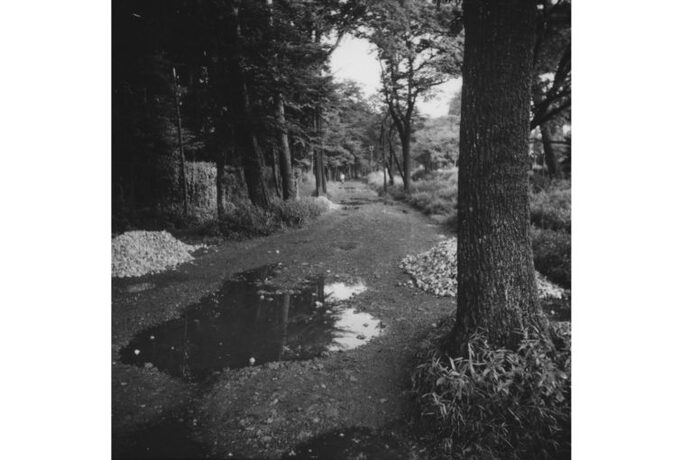写真：木が立ち並び大きな水たまりのある自然の中の道路