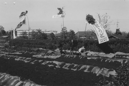 秋うどの収穫風景（1965年）