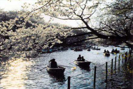 ～井の頭恩賜公園～（1）（1991年）