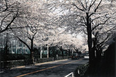 桜（1992年）
