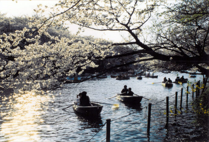 写真：池でボートに乗る人たちと桜