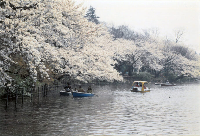 写真：池でボートに乗る人たちと桜