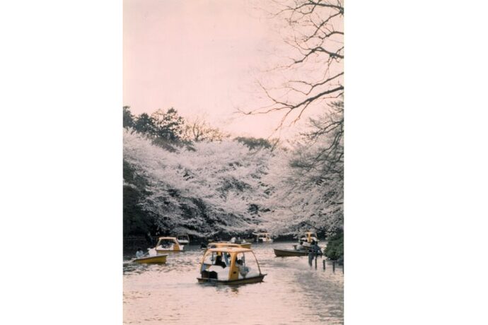 写真：水辺の桜とボートに乗る人たち