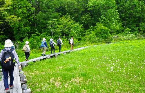 写真：玉原湿原を歩く様子