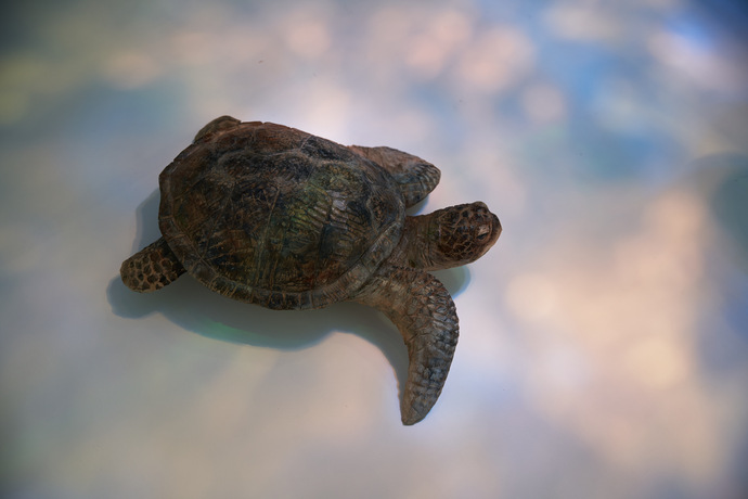 作品:ウミガメのカメ吉