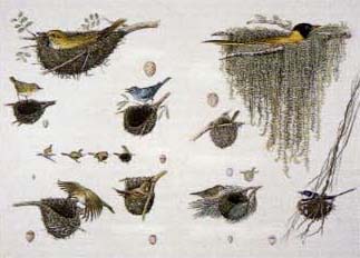 作品:世界の鳥の巣の本