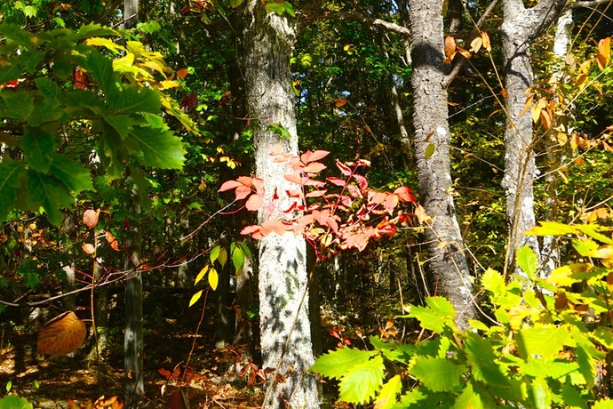 写真：中央棟前のうるし