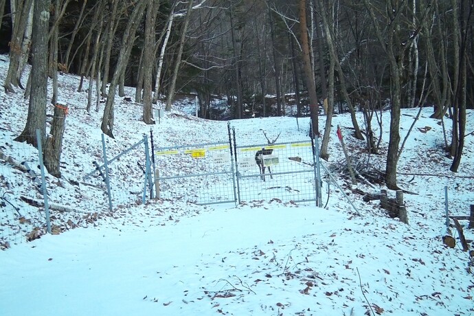 写真：トレイルカメラで撮影　白樺の森【12月13日の朝】