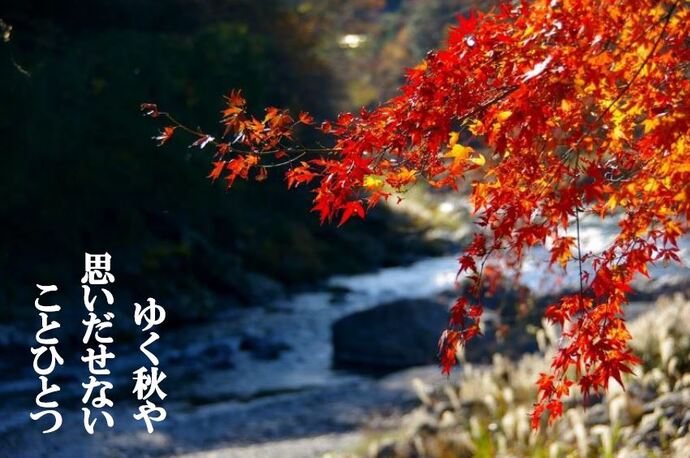 もみじの写真と添えられた俳句