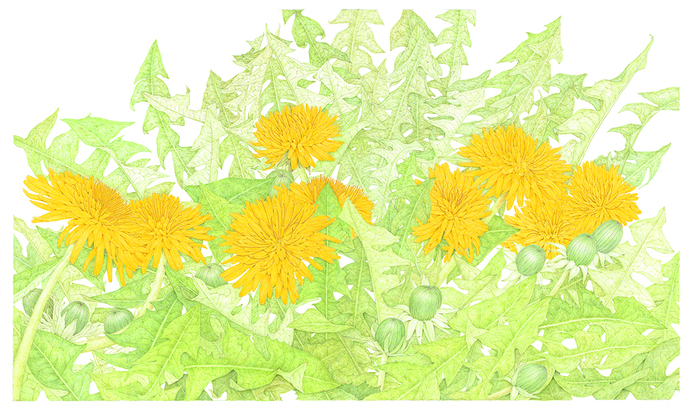 『たんぽぽ』(文・絵 荒井真紀 金の星社 2015年)より