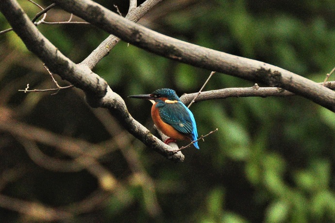 写真:枝にとまるカワセミ