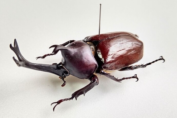 画像：カブトムシの標本