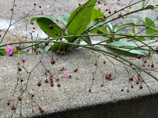 植物